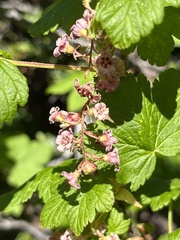 Ribes acerifolium