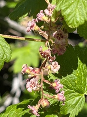 Ribes acerifolium