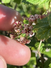Ribes acerifolium