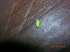 Tropiduchinae