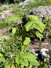 Ribes acerifolium