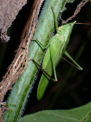 Neoconocephalus nebrascensis