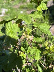 Ribes acerifolium