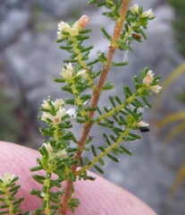 Ventiflora