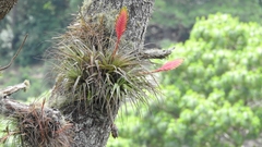 Tillandsia lampropoda
