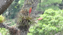 Tillandsia lampropoda