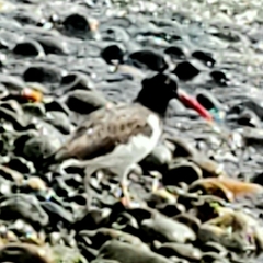 Haematopus palliatus