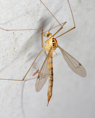 Nephrotoma virescens