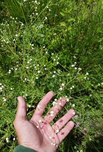 Parthenium hysterophorus image