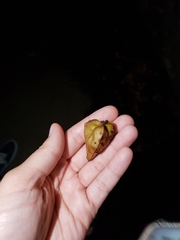 Koelreuteria paniculata