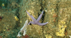 Cosmasterias lurida