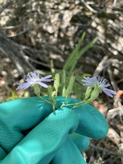 Lactuca pulchella