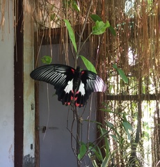 Papilio rumanzovia