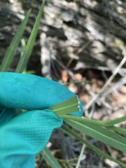 Lactuca pulchella