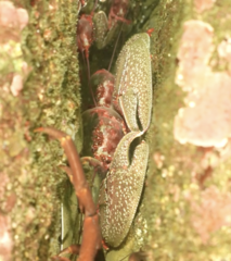 Petrolisthes desmarestii