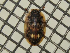 Lobiopa undulata