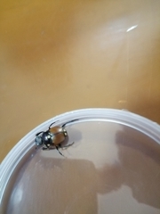 Canthon septemmaculatus