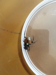 Canthon septemmaculatus