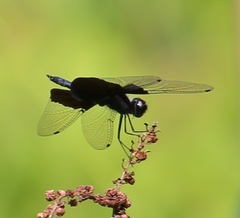 Rhyothemis triangularis
