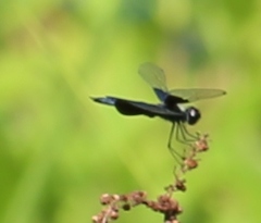 Rhyothemis triangularis