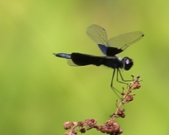 Rhyothemis triangularis