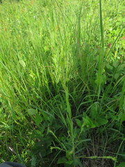 Ludwigia hirtella