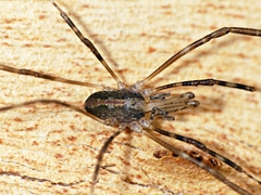 Megalopsalis serritarsus