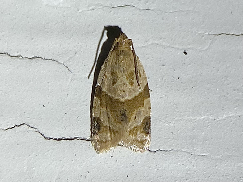 Garden Tortrix photo 6