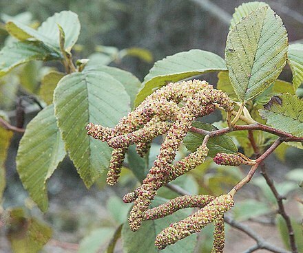 Andean Alder