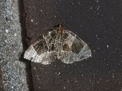 Gandaritis atricolorata