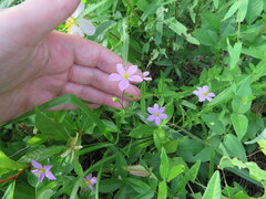 Sabatia campanulata