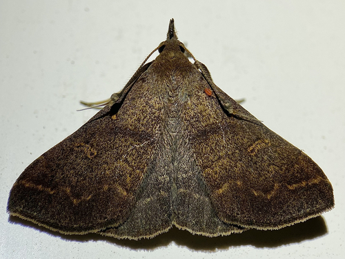 Discolored Renia Moth photo 5