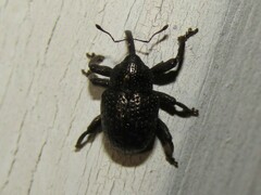Chalcodermus aeneus