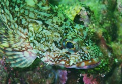 Sebastiscus marmoratus