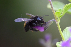 Xylocopa tabaniformis orpifex