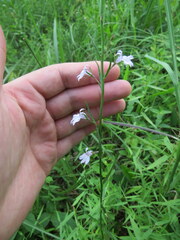 Lobelia canbyi