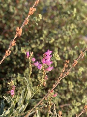 Penstemon floridus