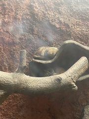 Nasua olivacea