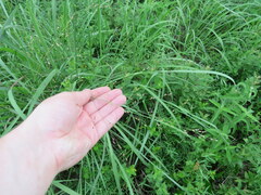Panicum virgatum cubense