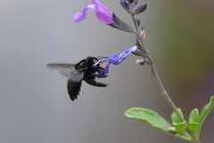 Xylocopa tabaniformis orpifex