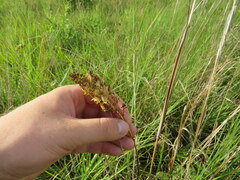 Stenanthium tennesseense
