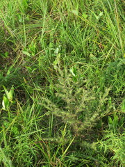 Aureolaria pectinata