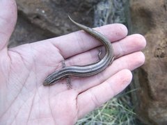 Plestiodon multivirgatus