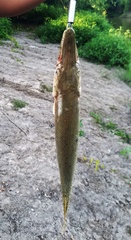 Atractosteus spatula