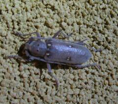 Eburia mutica