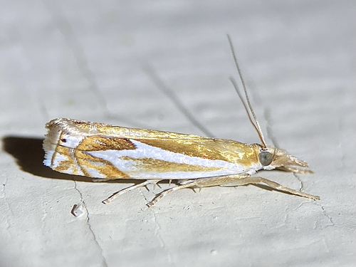 Forked Grass-veneer photo 3