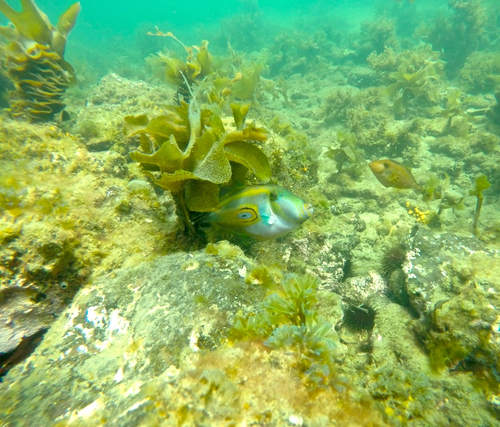 Horse-shoe leatherjacket (Meuschenia hippocrepis) — Monacanthidae
