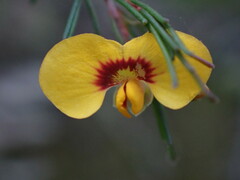 Dillwynia tenuifolia