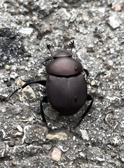 Canthon pilularius