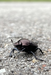 Canthon pilularius